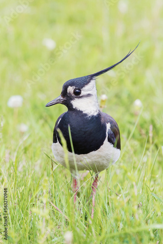 beautiful northern lapwing forages for food in green grass on the meadows