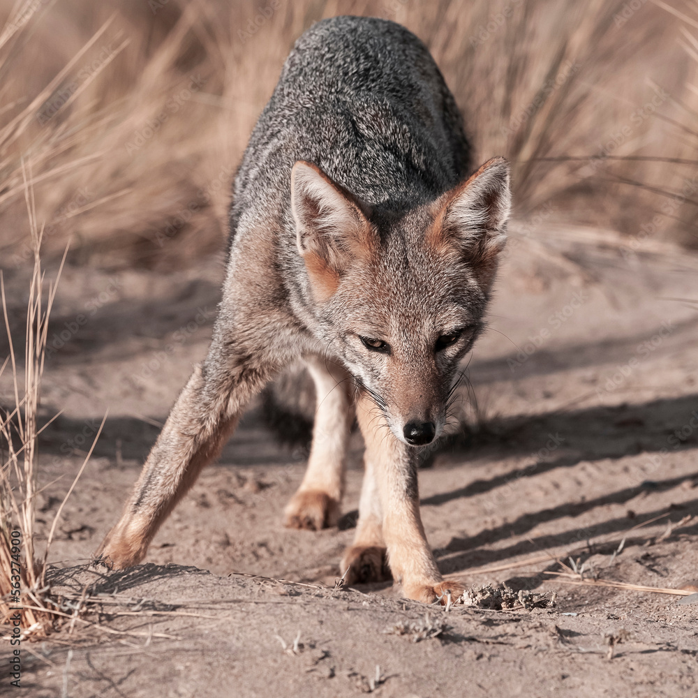Pampas Grey fox in Pampas grass environment, La Pampa province, Patagonia, Argentina. Pampas Grey fox in Pampas grass environment, La Pampa province, Patagonia, Argentina.