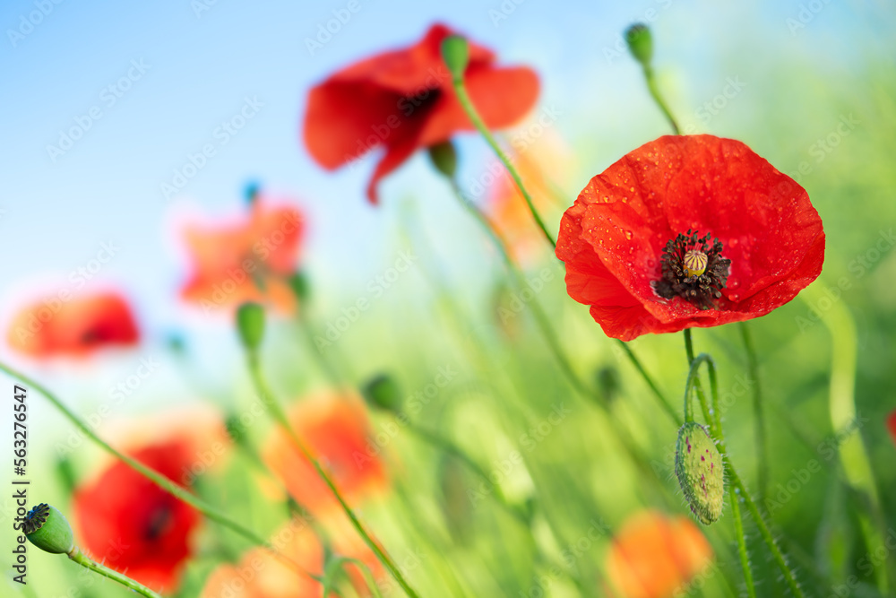 Naklejka premium Poppy flowers field on blue sky background. Selective focus