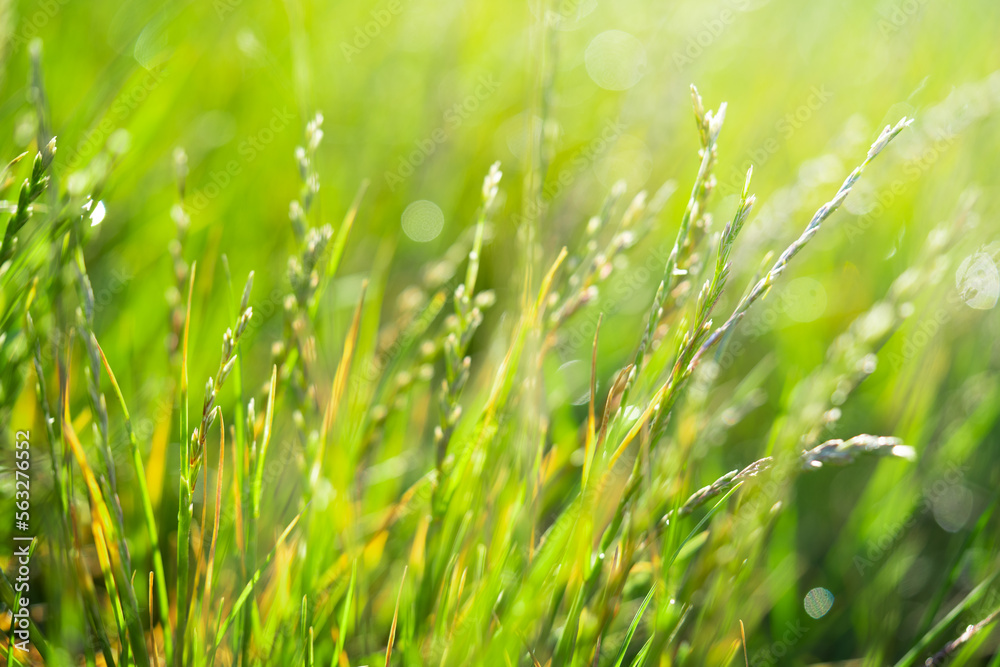 Obraz premium Springtime background with defocused lights, selective focus.