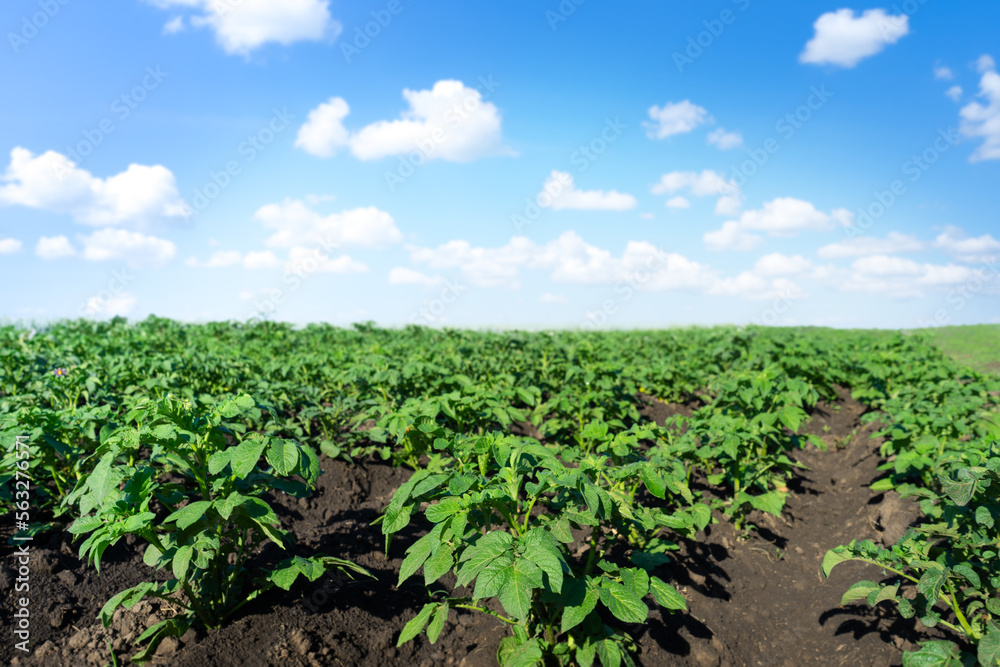 Potato field on blue sky background. Vegetables cultivation