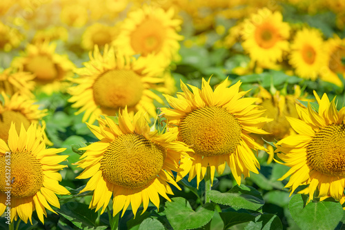 Sunflowers blooming field, natural background.