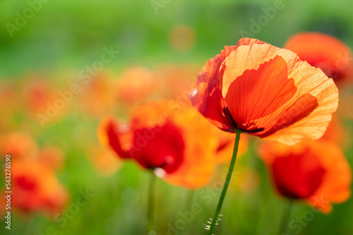 Red poppy flowers field on natural green sunny background. Soft focus