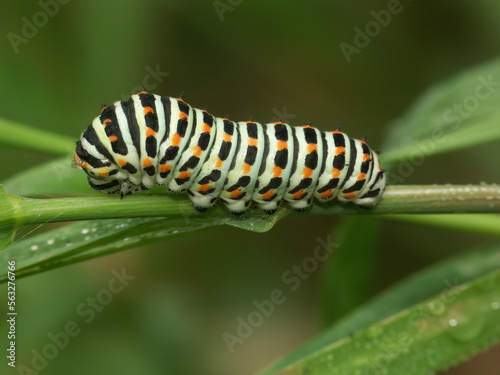 Closeup on the colorful caterpillar of papilio machaon or the Old World swallowtail butterfly