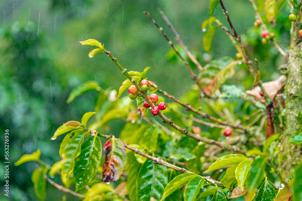 ripe coffee fruits on a branch in the rain forest in the rain ripe coffee fruits on a branch in the rain forest in the rain