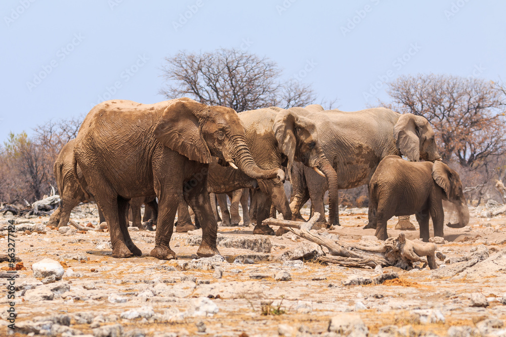 Fototapeta premium Elephant in natural habitat in Etosha National Park in Namibia.