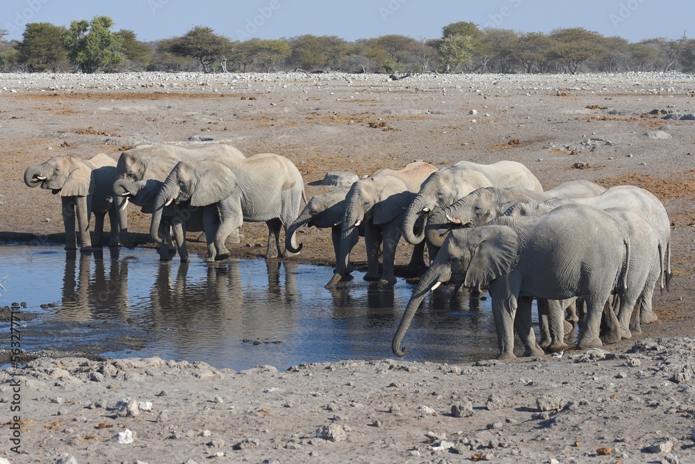 Obraz premium Elefantenherde (loxodonta africana) am Wasserloch Chudop im Etoscha Nationalpark in Namibia. 