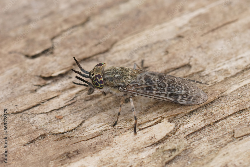 Fototapeta premium Detailed closeup on a grey horsefly with colorful eyes, Haematopota italica, cleaning it's eyes