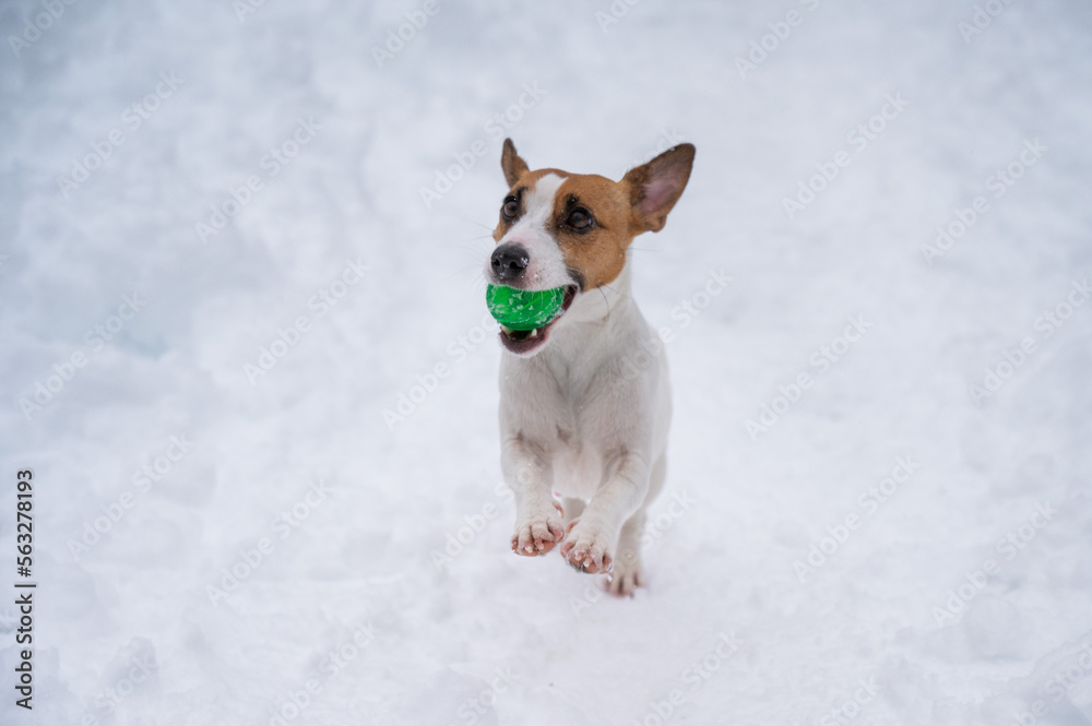 Jack Russell Terrier dog playing ball in the snow. Jack Russell Terrier dog playing ball in the snow.