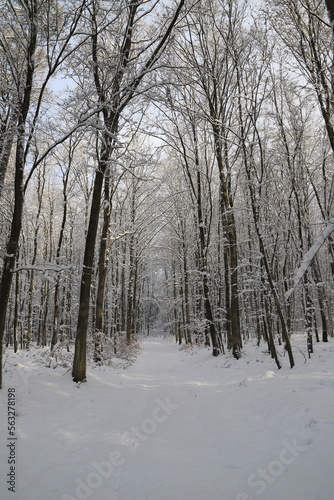 a freshly snow-covered forest path © maho