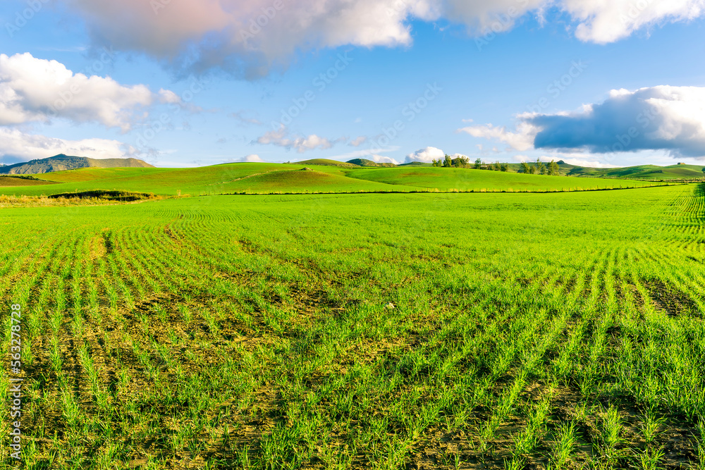 Scenic view at beautiful spring sunset in a green shiny field with green grass and golden sun rays, deep blue cloudy sky on a background , forest and country road, summer valley landscape