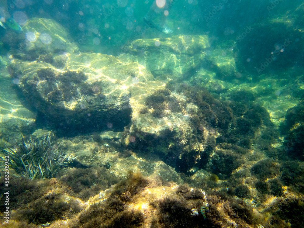 Obraz premium Fondale marino Isola Bella Taormina