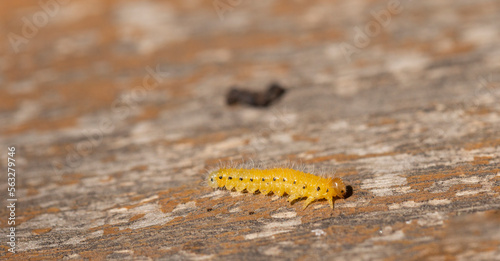 Cladius grandis. Tenthredinidae is the largest family of sawflies. Sawflies are the insects of the suborder Symphyta within the order Hymenoptera. photo