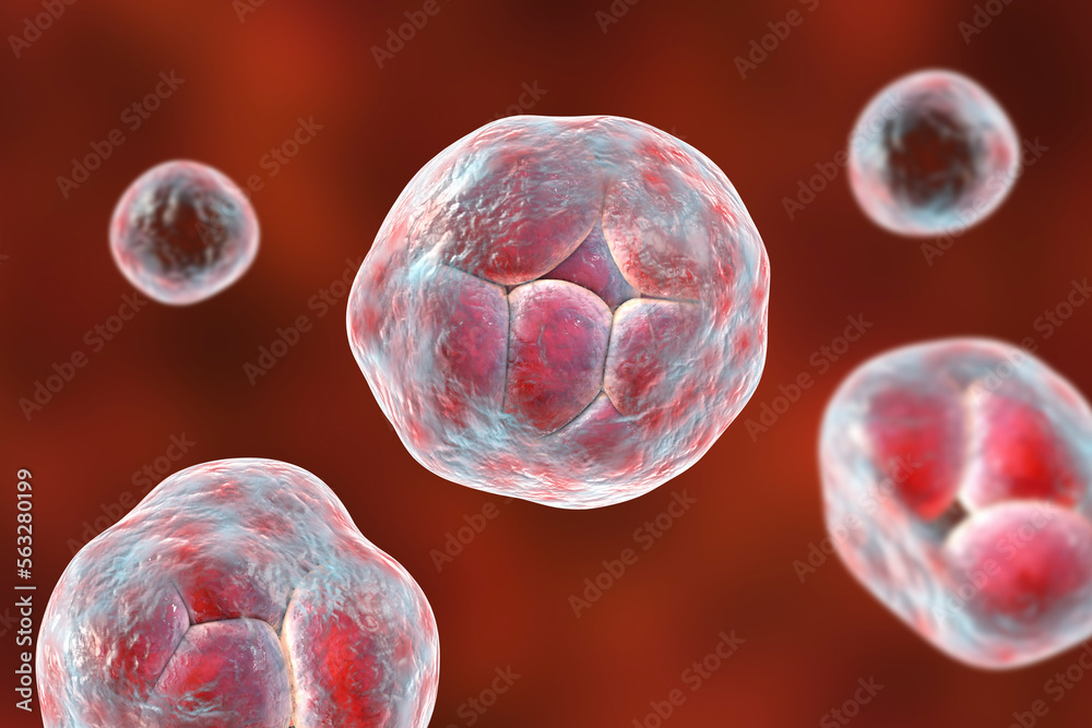 Naklejka premium Prototheca wickerhamii algae, 3D illustration. Causes infection in human protothecosis seen as skin nodules