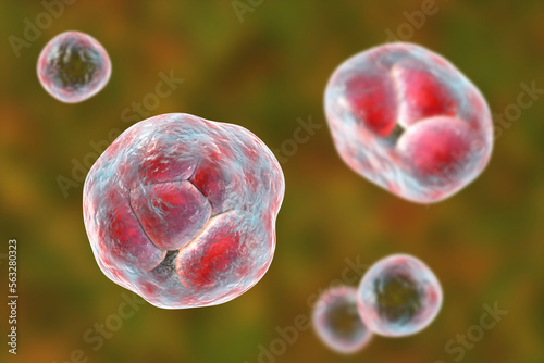 Prototheca wickerhamii algae, 3D illustration. Causes infection in human protothecosis seen as skin nodules photo