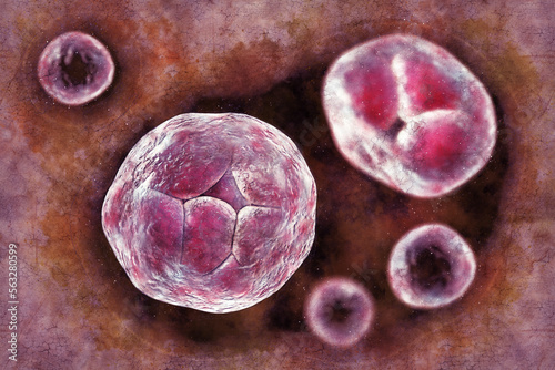 Prototheca wickerhamii algae, 3D illustration. Causes infection in human protothecosis seen as skin nodules photo