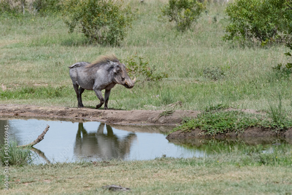 Fototapeta premium Warthog standing next to the water with its reflection