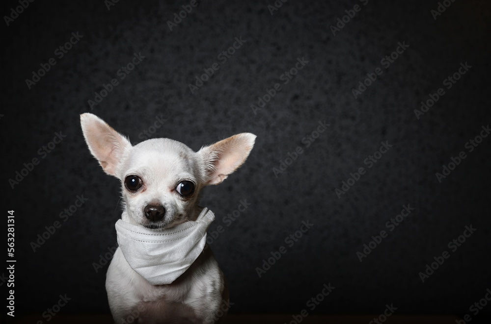 Small chihuahua dog close-up looking in front of itself. A white gauze bandage is hanging around the neck to protect against the virus. Black background, studio
