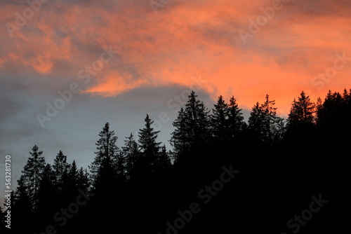 Tree tops and bright lit cloud at sunset.