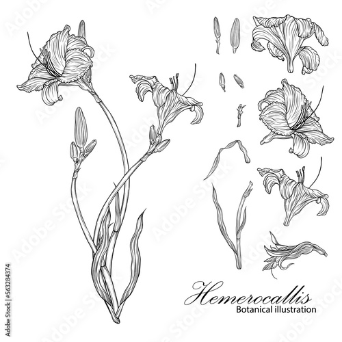 Floral arrangement with graphic romantic flowers.