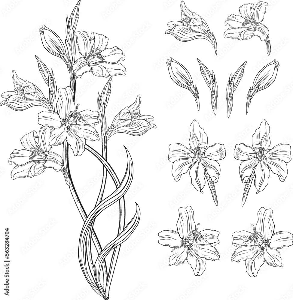 Beautiful graphic wildflowers. Floral graphic composition5