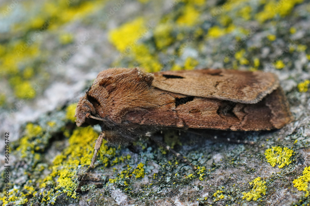 Closeup shot of Heart and Dart owlet moth, Agrotis exclamationis Closeup shot of Heart and Dart owlet moth, Agrotis exclamationis