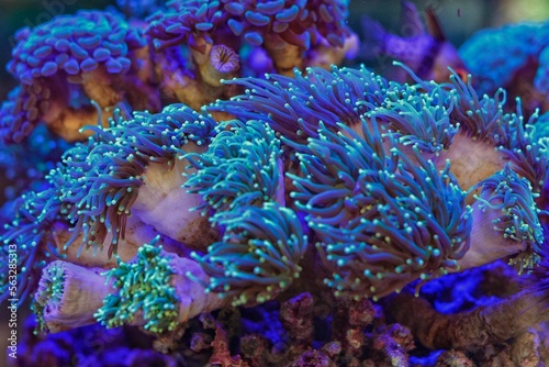 Fototapeta Naklejka Na Ścianę i Meble -  Coral in a aquarium