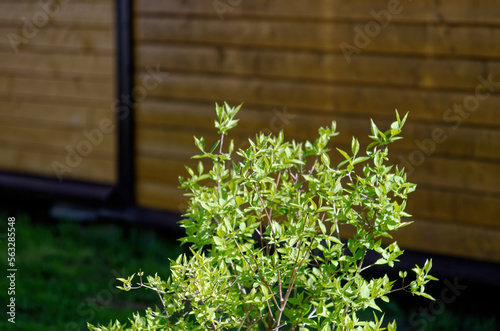 young leaves on bushes in the garden