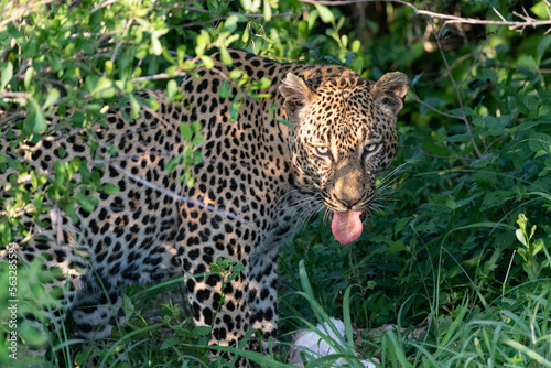 close up of leopard sticking its tongue out

gne out