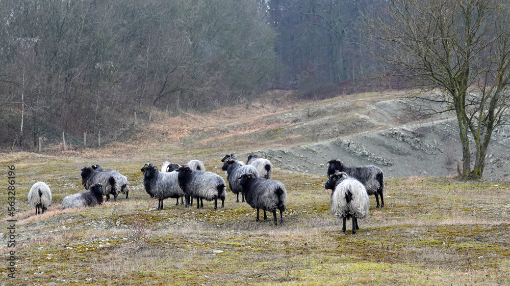 A herd of German Grey Heath sheep. The German name of this breed is Heidschnucke. This is a Northern European short-tailed sheep with grey hair, black legs, tail and head and horns A herd of German Grey Heath sheep. The German name of this breed is Heidschnucke. This is a Northern European short-tailed sheep with grey hair, black legs, tail and head and horns