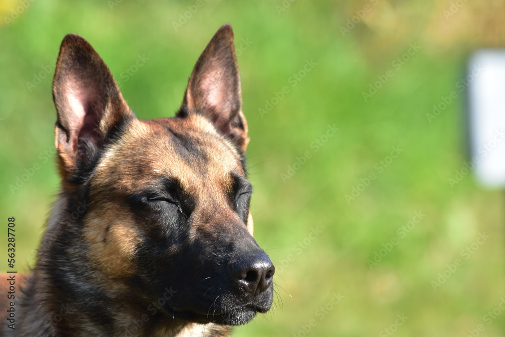 Malinois