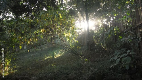 Sunlight illuminates the forest with a coffee tree in the middle, in Ethiopia