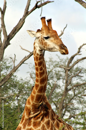 A giraffe stands on a savannah in a game park in South Africa.