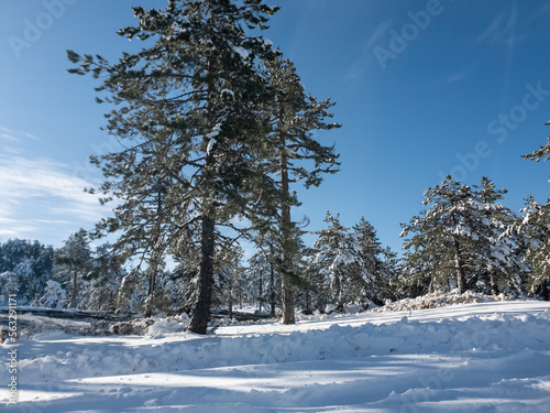 Wallpaper Mural Snow covered pine trees on the background of mountain peaks. Panoramic view of the winter. Torontodigital.ca