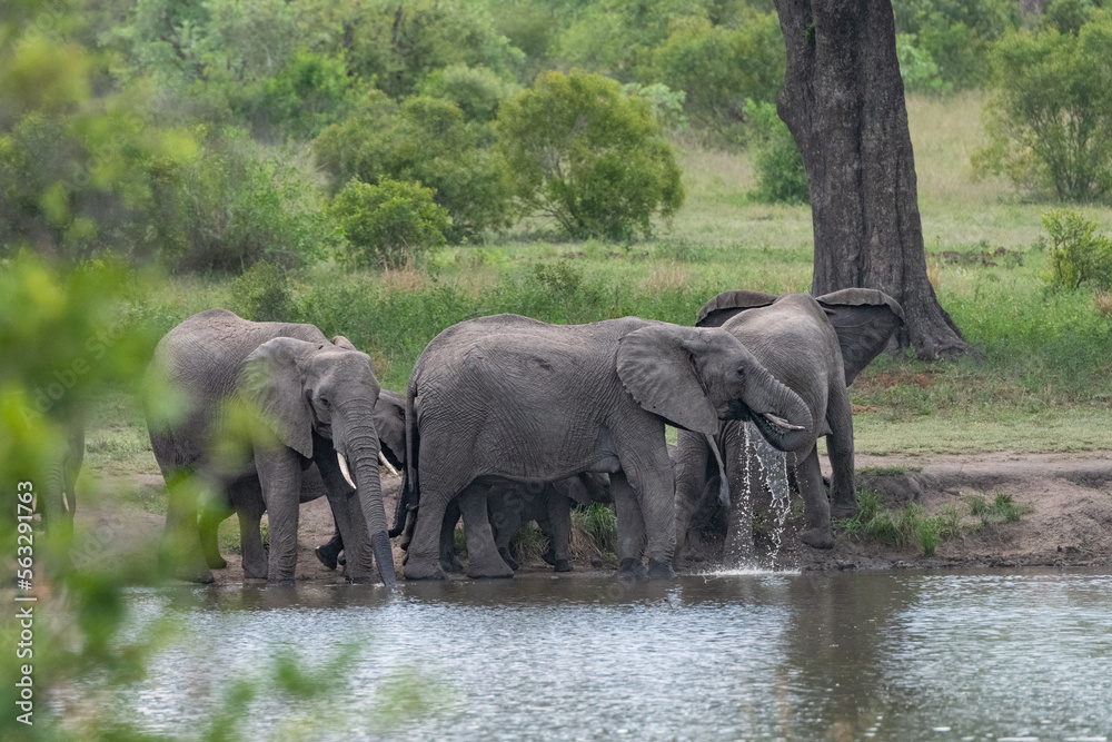 Fototapeta premium African elephants in the water