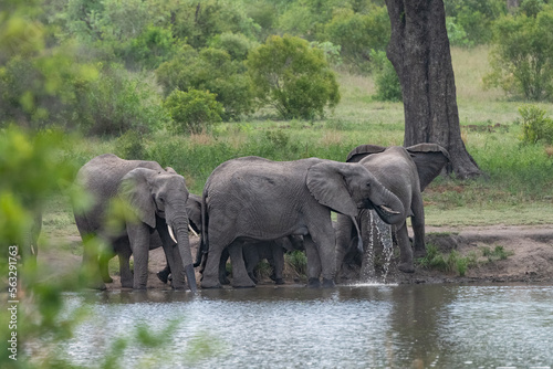 African elephants in the water
