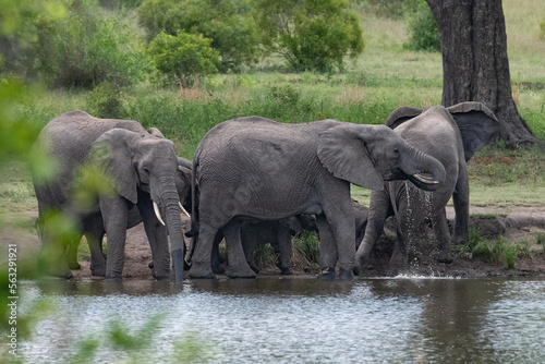 family grouping of African elephants in the water