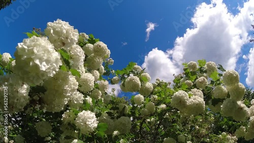 Summer flowering viburnum guilder rose white blossoms and clouds motion, time lapse
