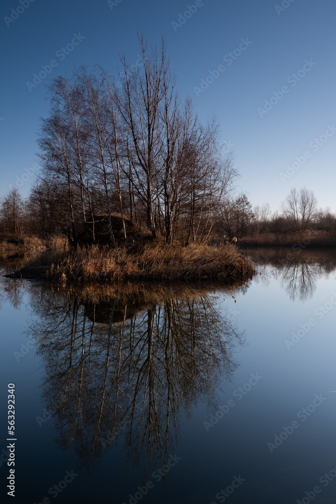 reflection of trees in the water