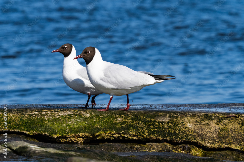 Fototapeta premium black headed gull