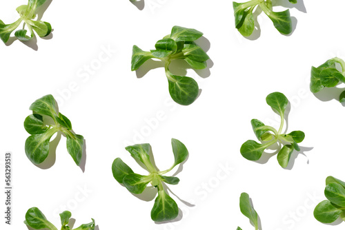 Green leaves of mung bean salad on a white isolated background, healthy salad