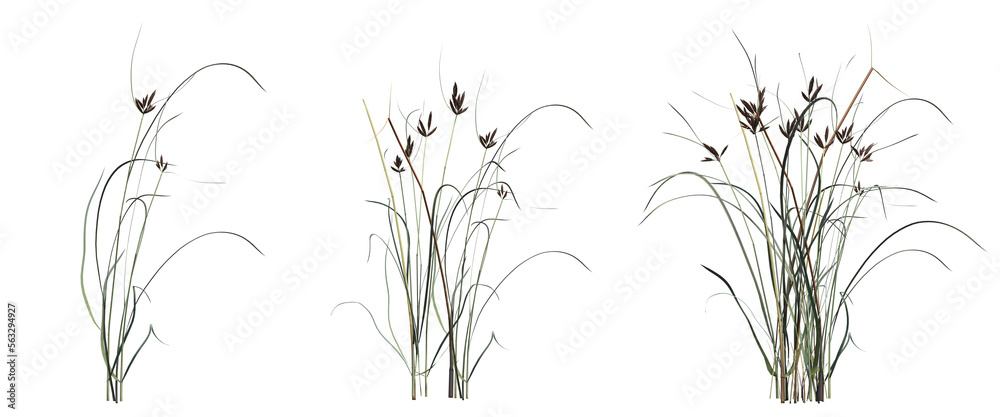 wild field grass with a shadow under it, isolated on white background, 3D illustration, cg render wild field grass with a shadow under it, isolated on white background, 3D illustration, cg render