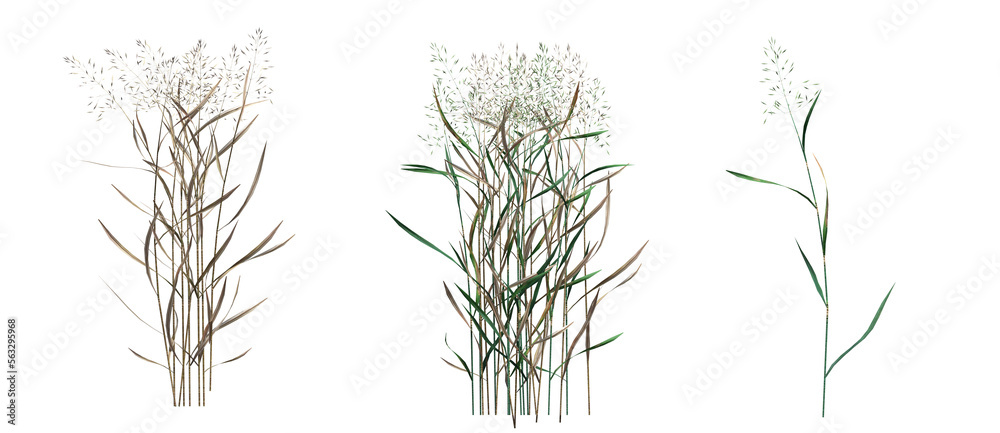 Obraz premium wild field grass, isolated on a transparent background, 3D illustration, cg render
