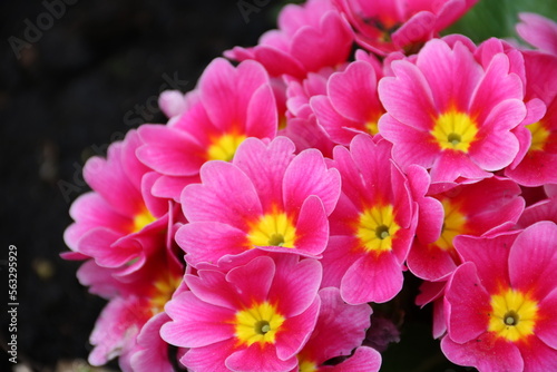 Primel mit Blüten in Pink in der Natur im Frühling