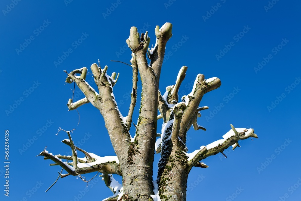cutted branches against blue winter sky cutted branches against blue winter sky