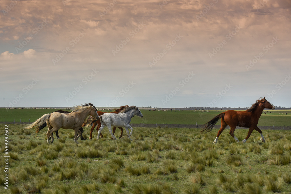 Herd of horses in the coutryside, La Pampa province, Patagonia, Argentina. Herd of horses in the coutryside, La Pampa province, Patagonia, Argentina.