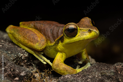 Print op canvas Close-up of a male eastern stony creek frog (Litoria wilcoxii) on a rock