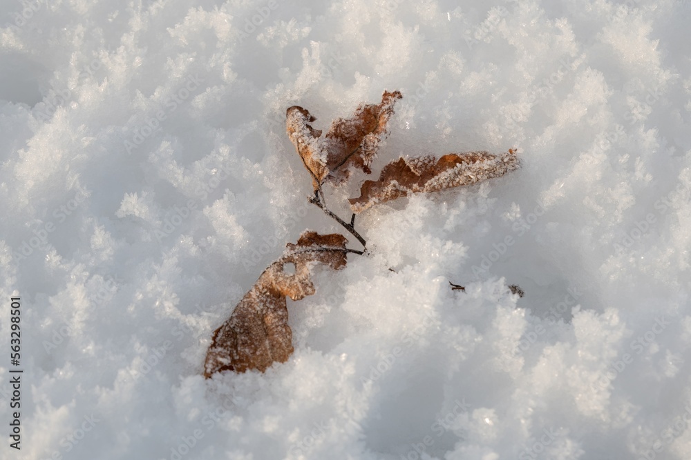 Obraz premium Frozen old tree leaf in the snow
