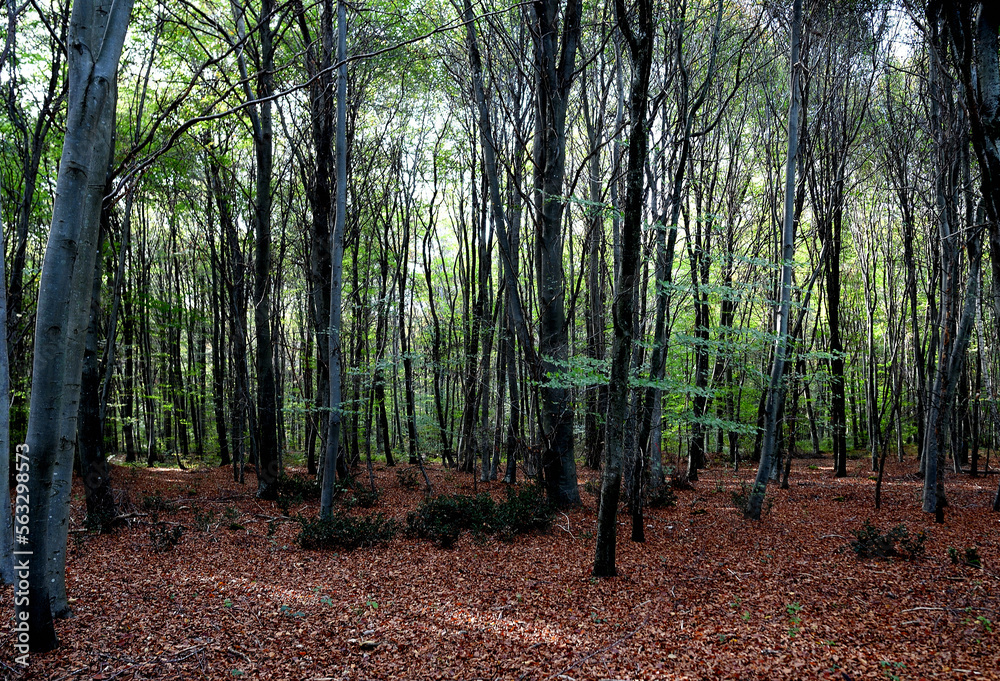 forest in autumn