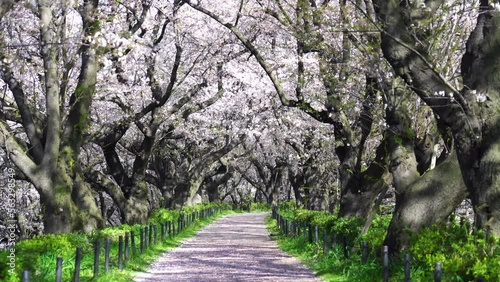 桜並木の風景　無人